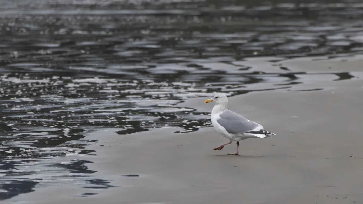 A gull at the tideline