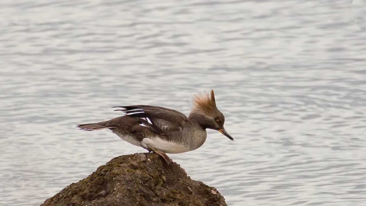 A Hooded Merganser on the rocks