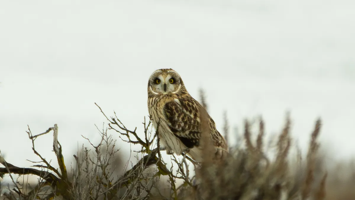 A Short-eared Owl in the sage