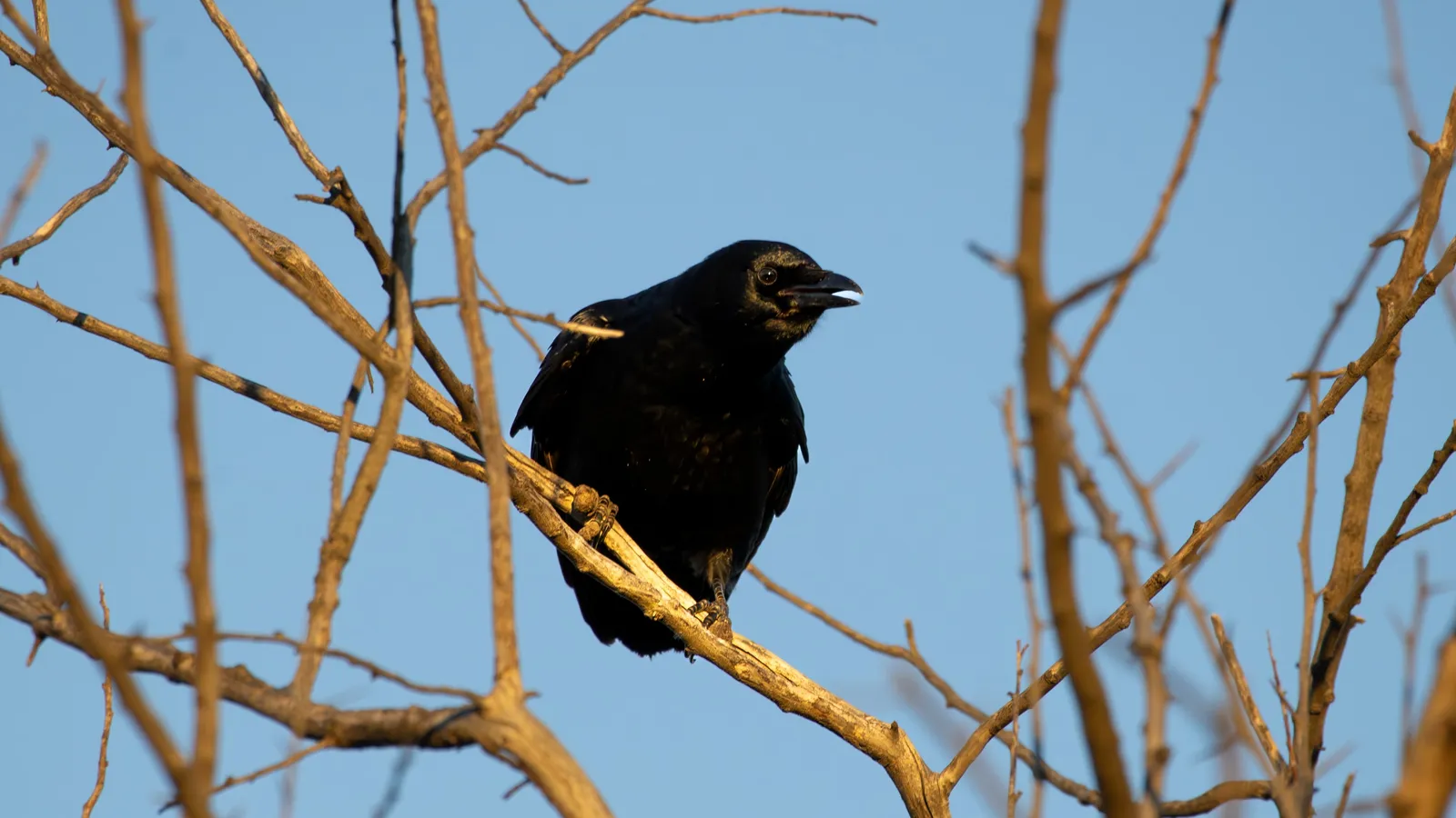 An American Crow in the branches