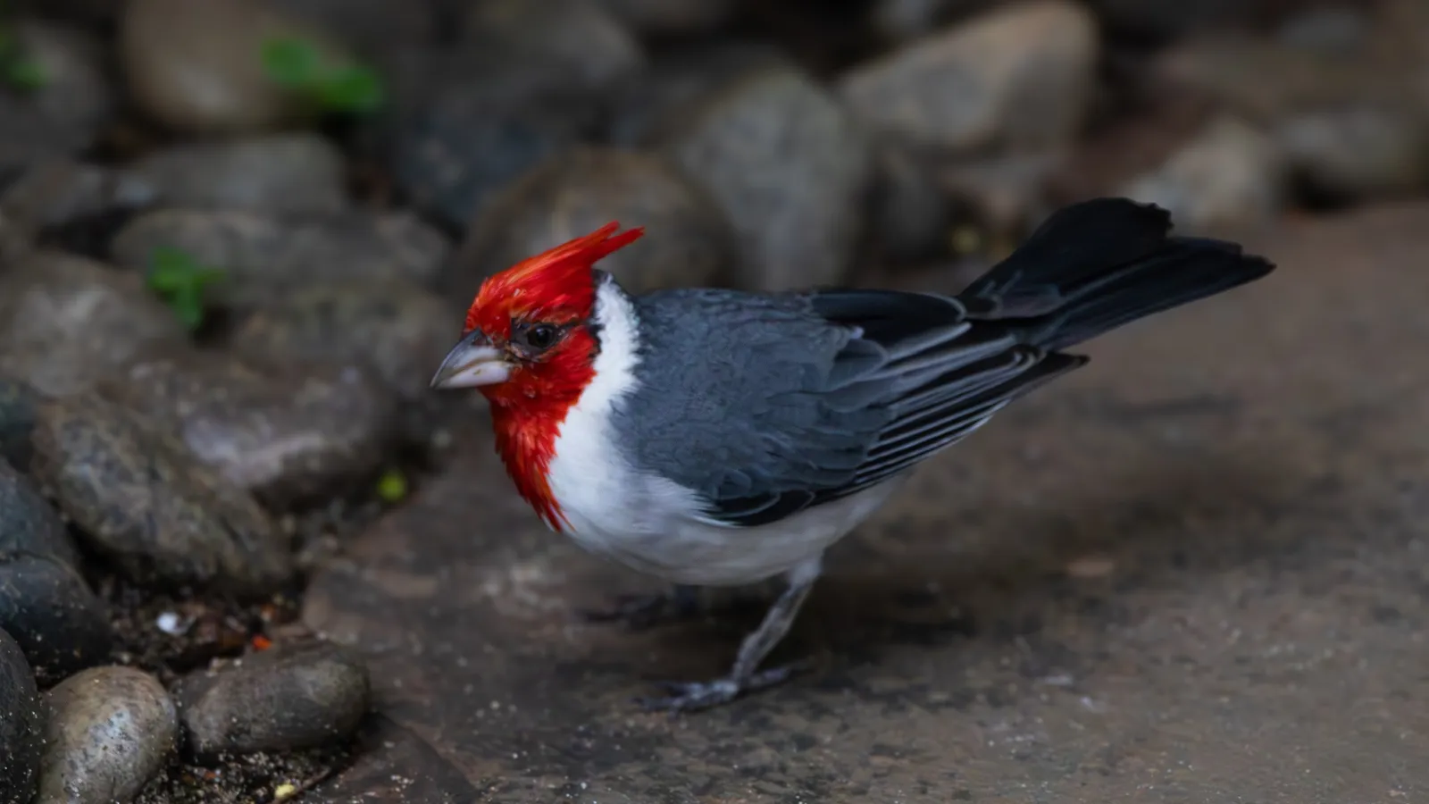Red-crested Cardinal on the rocks
