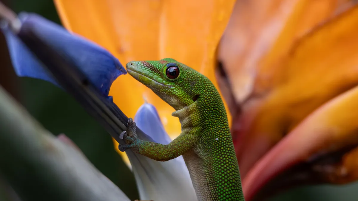 Gold dust day gecko in a bird of paradise