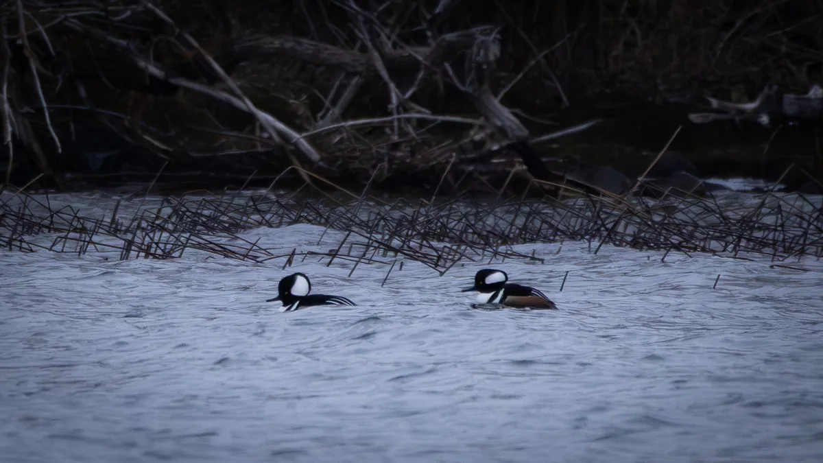 Hooded Mergansers on dark water