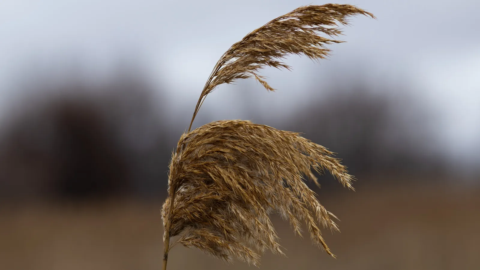 A reed head against the grey