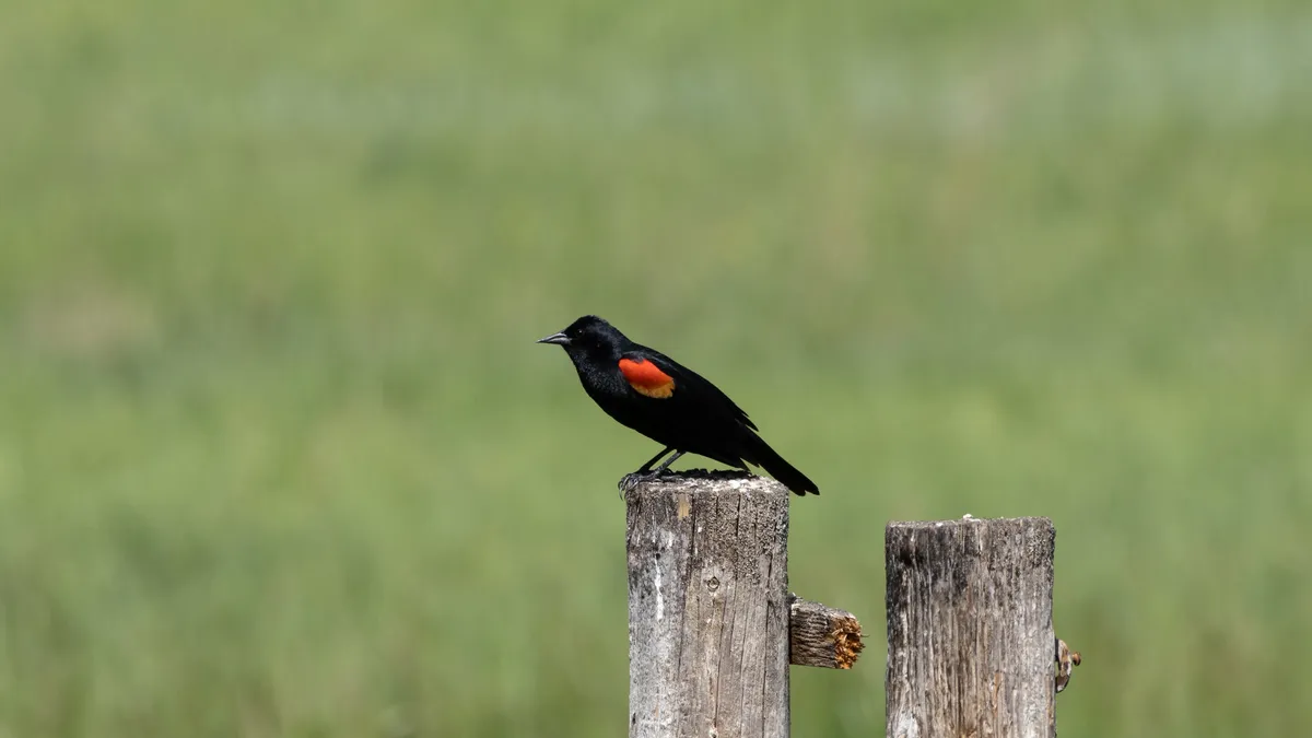 Red-winged Blackbird on a fence post